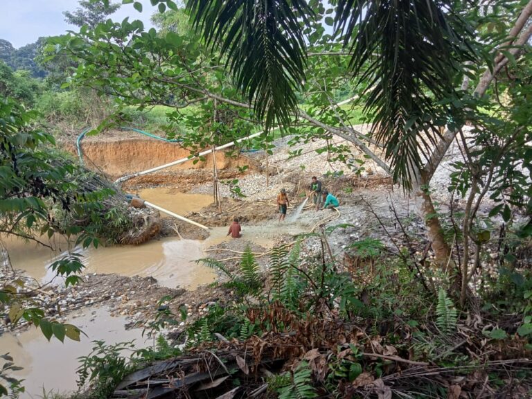Ancaman Penambangan Emas Ilegal Terhadap Persawahan di Desa Rantau Alai, Merangin.
