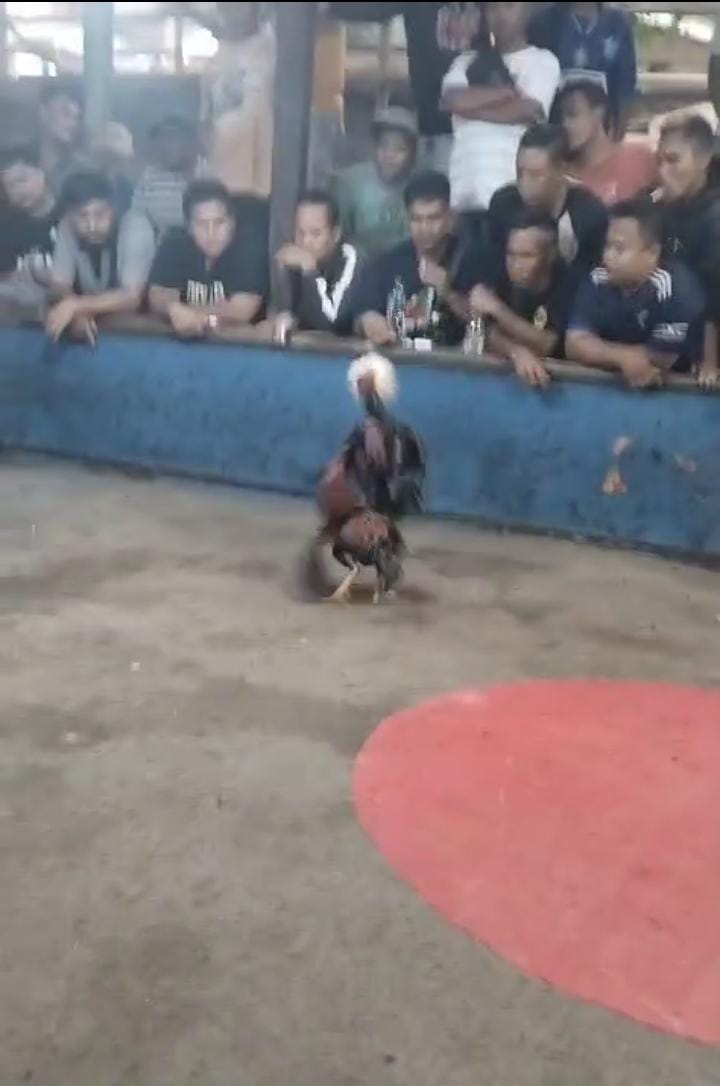 Penegak Hukum “Mandul”? Judi Sabung Ayam di Grobogan Diduga Dibekingi Oknum, Bebas Beroperasi Tanpa Tersentuh!