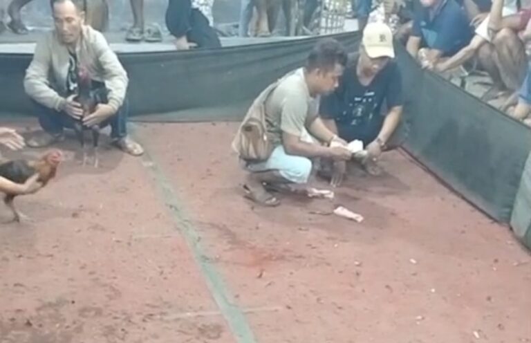 Diduga Marak Judi Sabung Ayam di Dekat Polres Katingan, Warga Berharap Penegak Hukum Bertindak