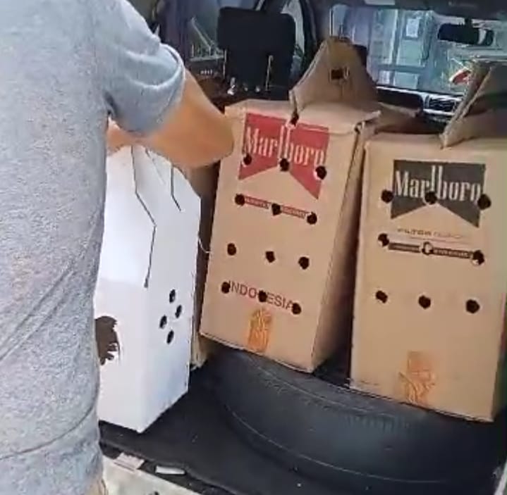 Judi Sabung Ayam Kembali Marak di Putussibau, Dugaan Kebal Hukum Menguat