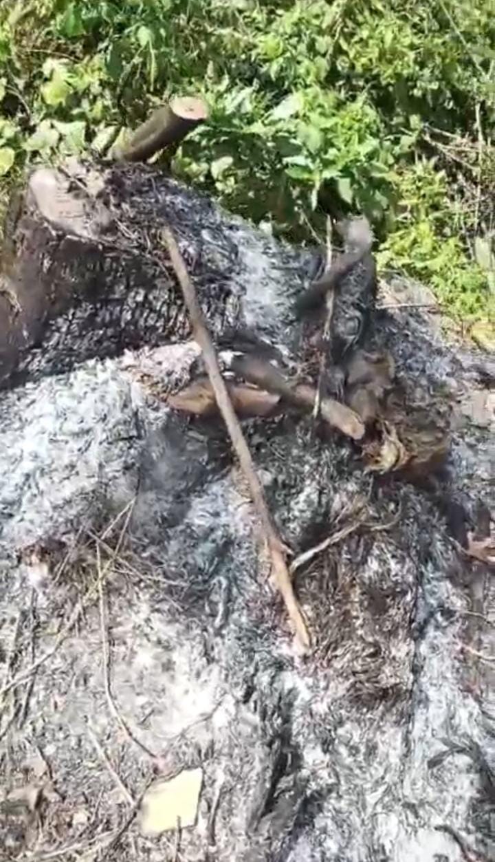Dugaan Pencurian Pohon Jati di Hutan Lindung Pandanharum, Warga Minta BPAN dan Aparat Tegas Bertindak