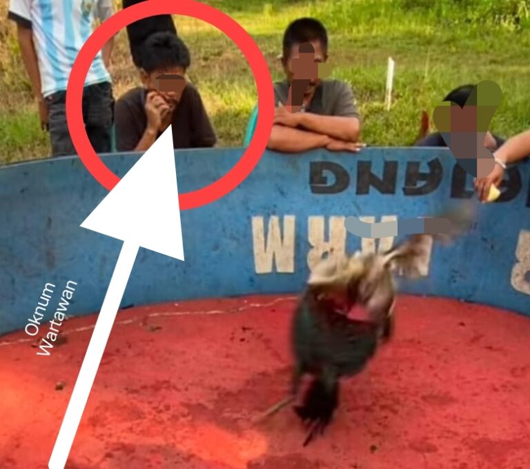 Oknum Mengaku Wartawan Diduga Ikut Judi Sabung Ayam