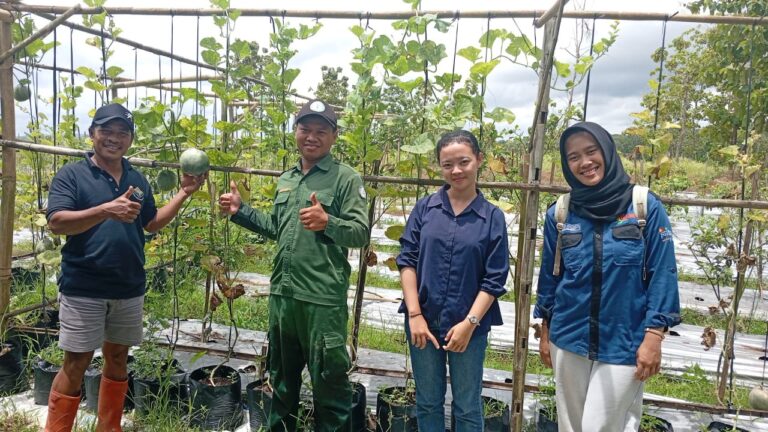 Inovasi Hijau Dewi Sri, Melon Organik & Pupuk Urin Sapi Siap Jual!