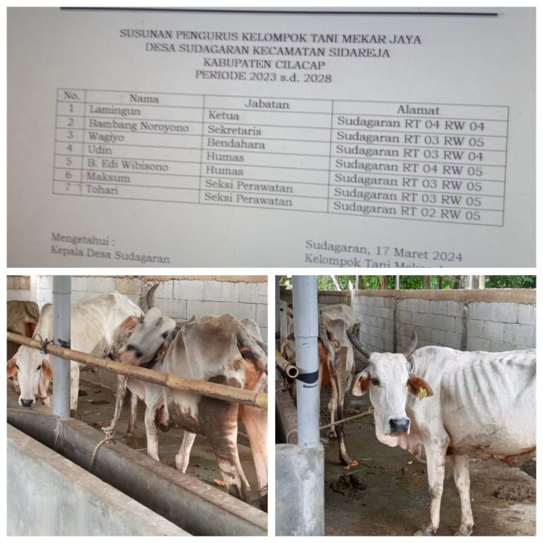 ​Diduga Mark-Up Bantuan Sapi Aspirasi di Cilacap: Anggaran Rp194 Juta, Fisik Ternak Memprihatinkan.