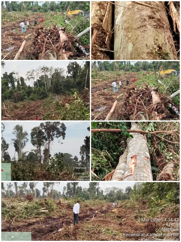 Satgasus KPK TIPIKOR Riau Kecewa GKM-LHK Dan Polhut Dinilai Hanya”Tinjau”Tanpa Tindakan Di Kawasan HPT Kampar