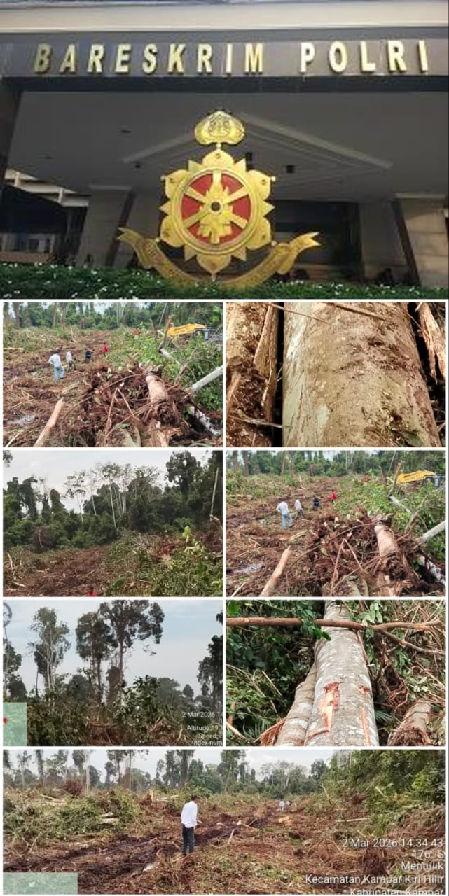 Dugaan Pembiaran Aktivitas Kayu Hutan di Riau, Warga Minta Krimsus Polda Riau dan Bareskrim Mabes Polri Turun Tangan