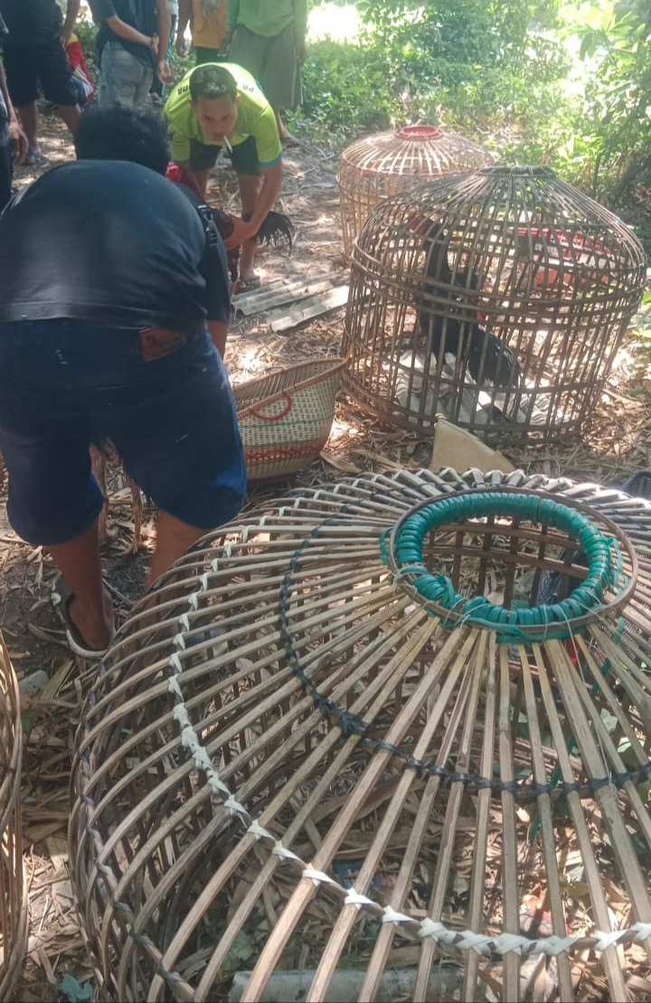 APH Harus Ada Tindakan Nyata, Diduga Wilayah Hukum Polres Selawi Marak Perjudian Sabung Ayam.